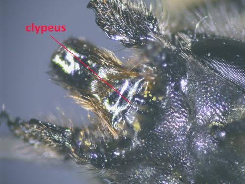 Réf. 342 422 : Osmia bicornis